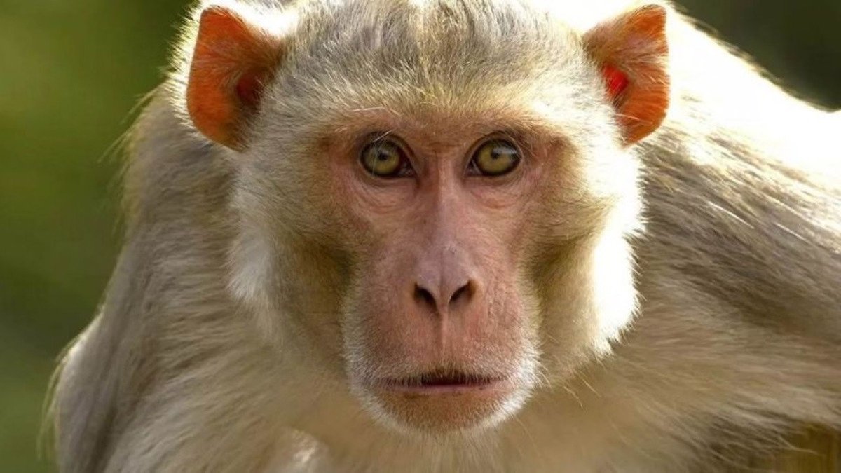 Monkey Attacked