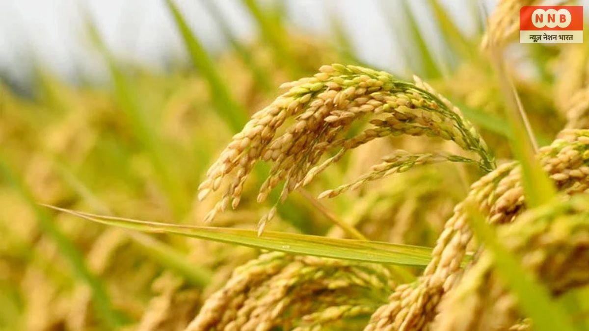 Jharkhand Farmers Selling Paddy Below MSP