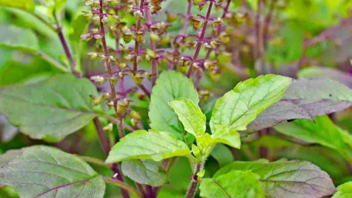Vastu Tips for Tulsi Plant