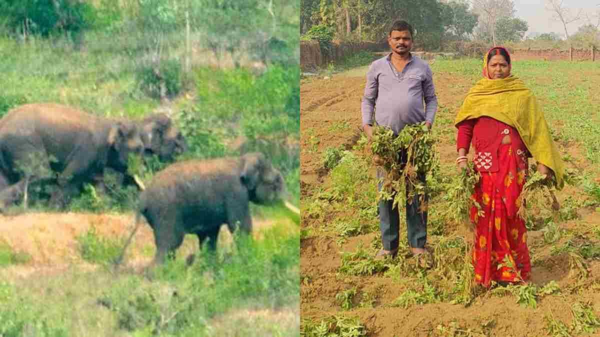 Elephant Rampage Ramgarh Jharkhand