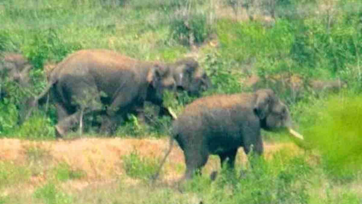 Wild Elephant Terror in Ramgarh