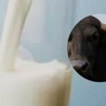 Cow Milk vs Muffalo Milk Brain