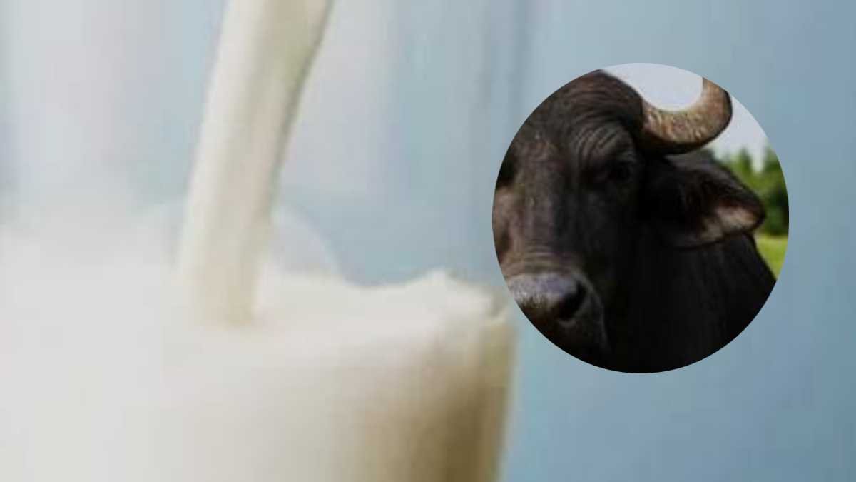 Cow Milk vs Buffalo Milk Brain: गाय का दूध दिमाग तेज, भैंस का सुस्त बनाता है? राजस्थान मंत्री का चौंकाने वाला दावा! 1 Cow Milk vs Muffalo Milk Brain