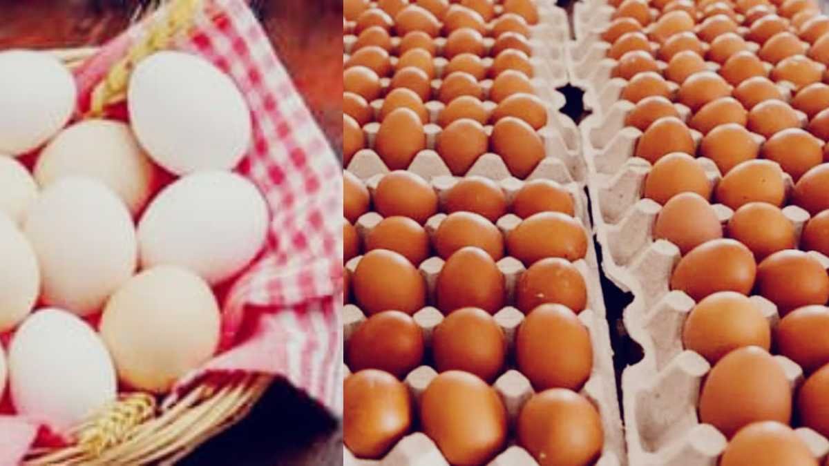 Saudi Arabia Bans Poultry Imports From India: सऊदी अरब ने 40 देशों से चिकन-अंडे का आयात पूरी तरह रोका, भारत और बांग्लादेश भी लिस्ट में शामिल 1 Saudi Arabia Bans Poultry Imports From India