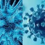 Disease X WHO Warning