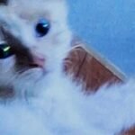 फंगल इंफेक्शन