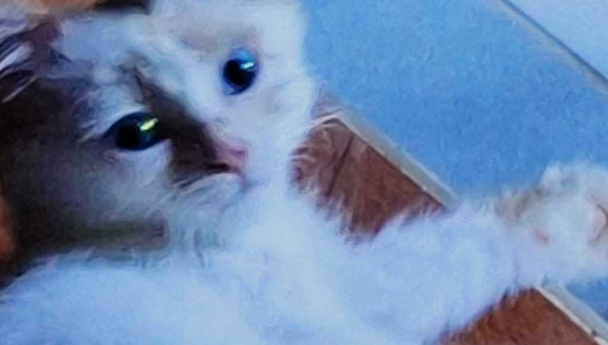 फंगल इंफेक्शन