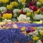 फ्लावर फेस्टिवल