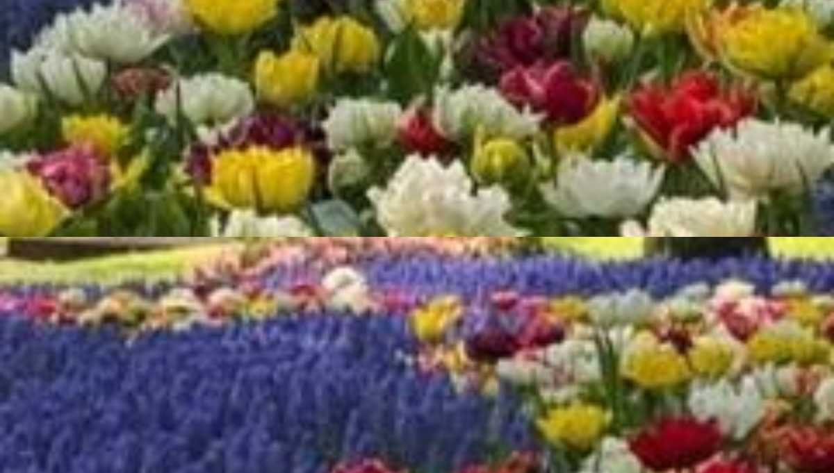 फ्लावर फेस्टिवल