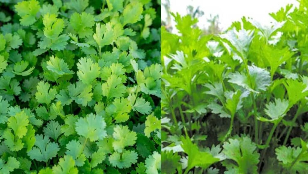 हरा धनिया