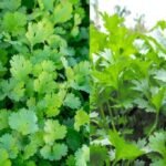 हरा धनिया