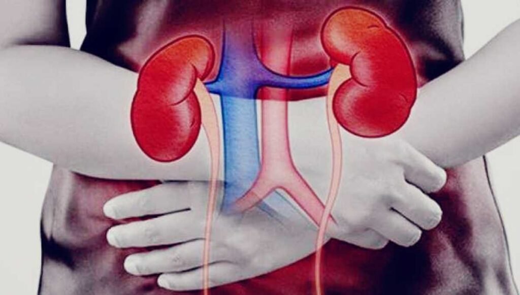 किडनी