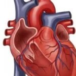 हार्ट अटैक