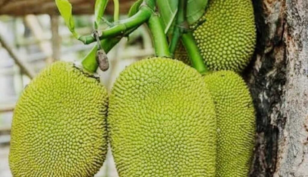 कटहल