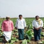 Andhra Pradesh Tobacco Farmers protest CPI(M) tobacco price issue