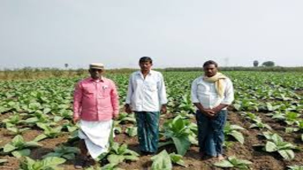 Andhra Pradesh Tobacco Farmers protest CPI(M) tobacco price issue