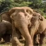Ramgarh Elephant Attack