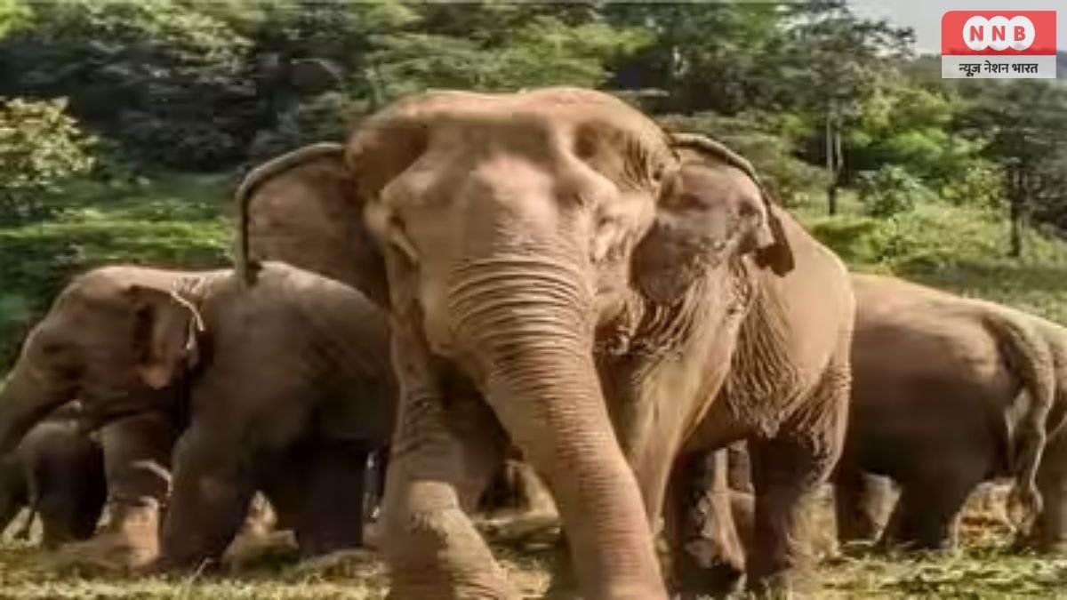 Ramgarh Elephant Attack