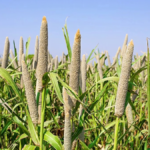 Millet Farming