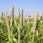Millet Farming