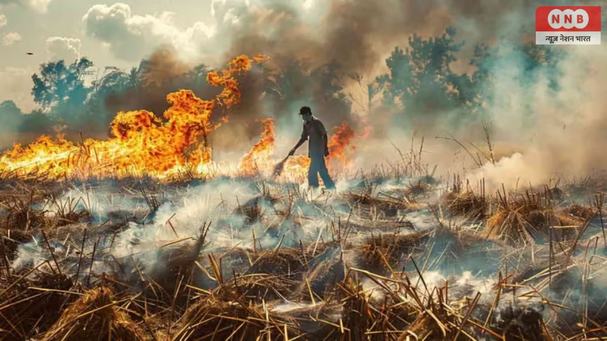 Stubble Burning Rules: पराली जलाई तो 15 महीने तक ‘रेड कैटेगरी’ में रहेगा खेत, जानें पूरा नियम 1 Stubble Burning Rules