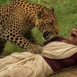 Leopard Attack