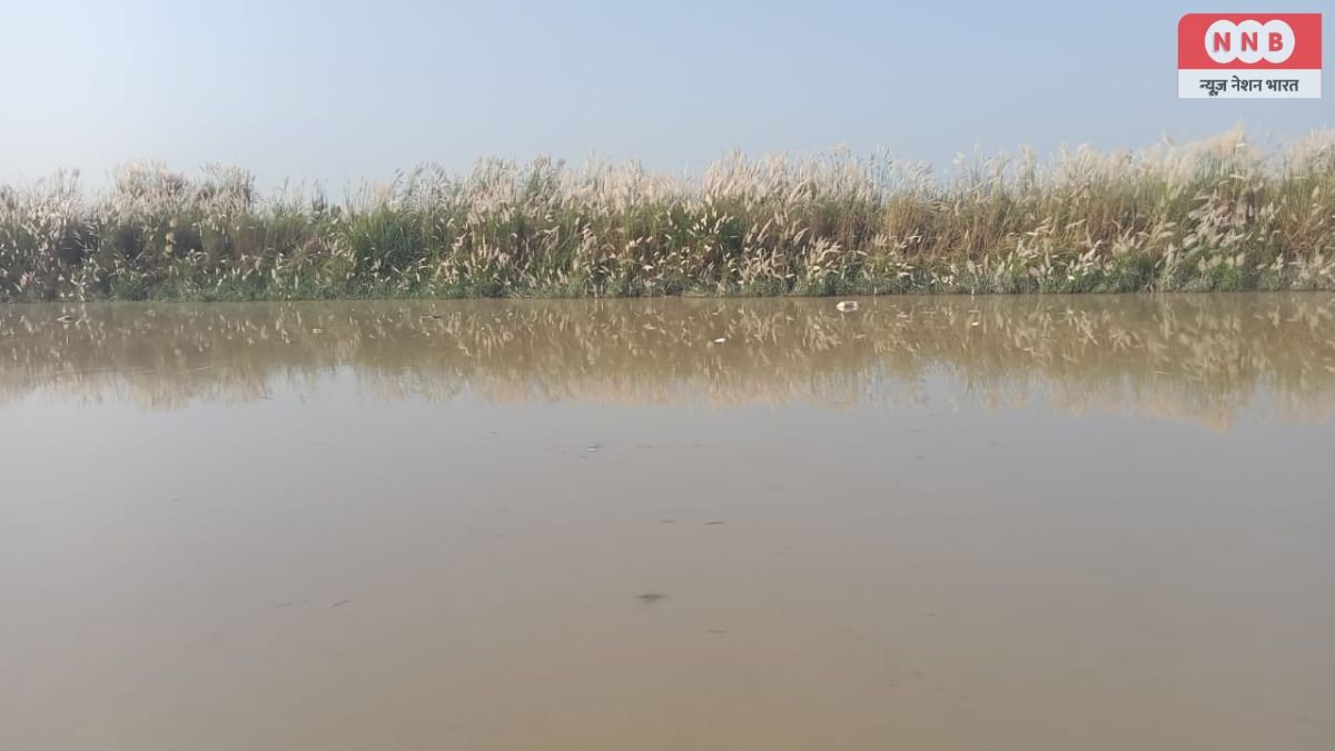 Raebareli: हरदासपुर स्थित शारदा नहर में बहते मिले भारी संख्या में मृत मवेशियों के शव, गौशालाओं की व्यवस्था पर उठे सवाल; वीडियो वायरल 1 Raebareli