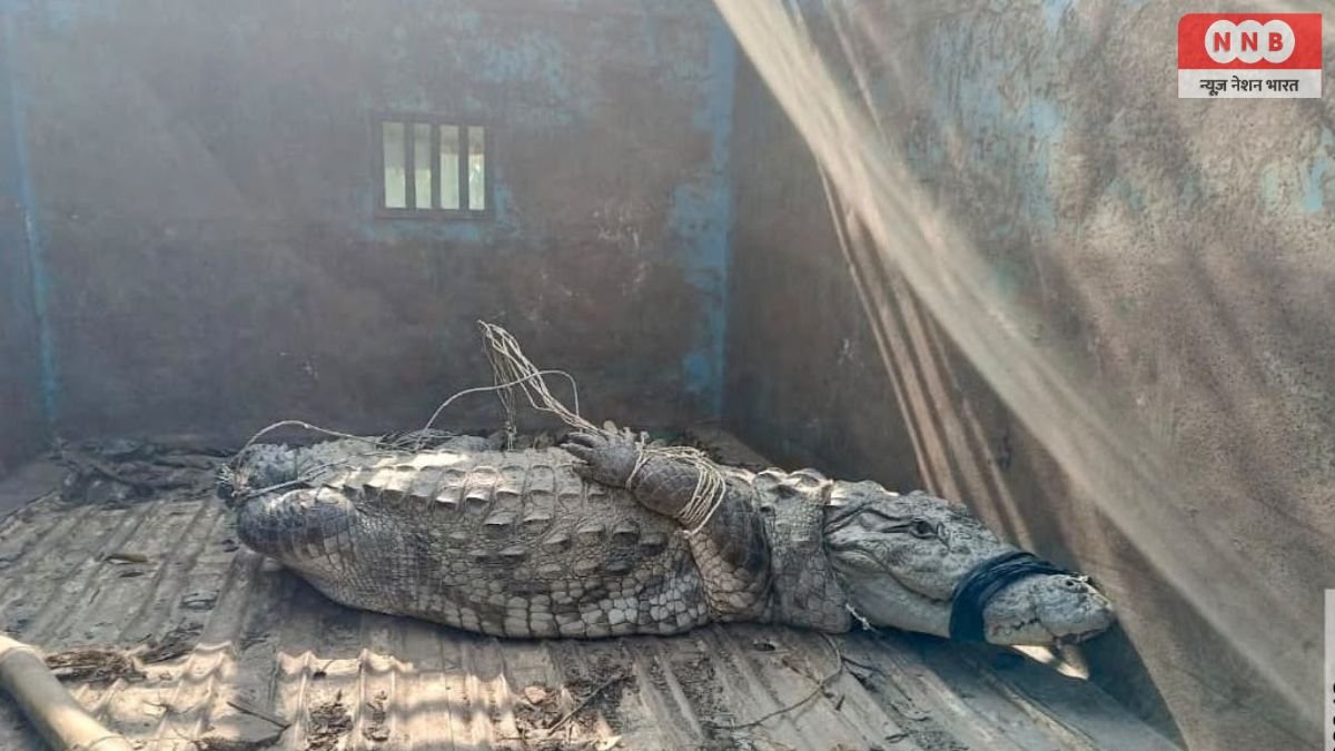 Bahraich News: घर में घुसा मगरमच्छ, वन विभाग की टीम ने किया सुरक्षित रेस्क्यू 1 Bahraich